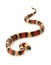 San Pueblan Milksnake