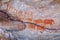 San rock art at the Stadsaal Caves in Cederberg Mountains