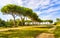 San Rossore park, footpath and pine trees. Pisa, Tuscany, Italy