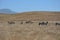 San Simeon Central Coast California Zebras