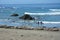 San Simeon Elephant Seals - June