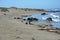 San Simeon Elephant Seals - June