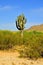 San Tan Mountains Sonora Desert Arizona