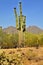 San Tan Mountains Sonora Desert Arizona