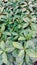 Sanchezia speciosa aphelandra flower plant