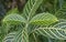 Sanchezia speciosa leonard leafy garden plant