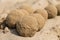 Sand balls on the beach