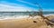 Sand Beach with Driftwood, Darss Peninsula, Baltic Sea, Germany,