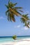 Sand beach and leaning coconut tree