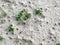 Sand with beach plants texture