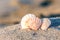 Sand beach sea shell