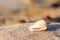 Sand beach sea shell