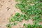 Sand on the beach with shell and aquatic plant