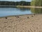 Sand beach at Strandstuvikens camping near Nykoping, Sweden with Barnacle goose birds. Shore of baltic sea bay with pine