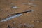 Sand on the beach in winter with a little snow. A broken wooden stake by the sea has broken off