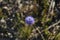 Sand bell, Jasione laevis in the sand dunes of Sandweier, Baden-Baden