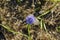 Sand bell, Jasione laevis in the sand dunes of Sandweier, Baden-Baden