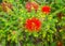 Sand Bottlebrush red flower in Kings Park and Botanical Gardens, Perth