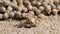 Sand bubbler crab, close-up