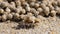 Sand bubbler crab, close-up