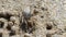 Sand bubbler crab, close-up