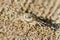 Sand bubbler crab, scopimera globosa, small beach crab on sand in Railay beach, Thailand