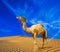 Sand, camel and blue sky with clouds