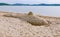 Sand castle whale statue fish ocean lake