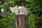 Sand Cat, felis margarita,Young standing on Branch