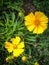 sand coreopsis flowers