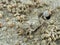 Sand crab close up