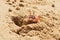 Sand Crab (Ocypode) Digging a Burrow