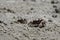 Sand Crabs