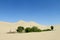 Sand desert dunes and green oasis