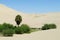 Sand desert dunes and green oasis