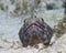 Sand Diver - Bonaire, Netherlands Antilles