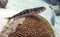 Sand diver on brain coral