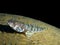 Sand diver lizardfish