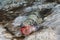 Sand Diver swallowing a Blackbar Soldierfish