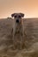 Sand dog. Dog in Great Indian desert Thar