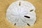 Sand dollar