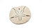 Sand Dollar