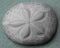 Sand dollar