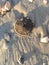 Sand Dollar On Beach With  Sea Shells