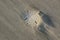 Sand Dollar partially covered by sand