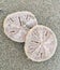 Sand Dollars Washed up on the Beach