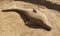 Sand dolphin sculpture