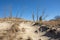 Sand dune blowout with dead trees