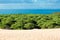 Sand dune of Bolonia beach, province Cadiz, Andalucia, Spine