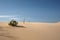 Sand dune with Cakile maritima plant against blue sky at Tarifa coast in Cadiz, Andalusia, Spain